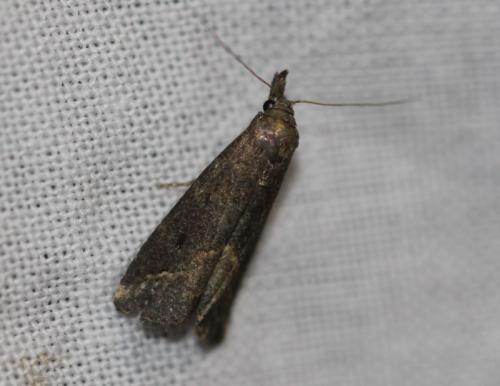 Schrankia costaestrigalis